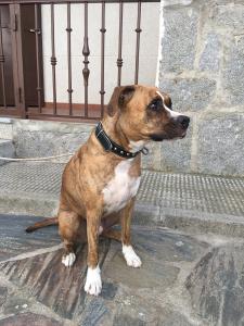 PerroPalaciosdeBecedas01